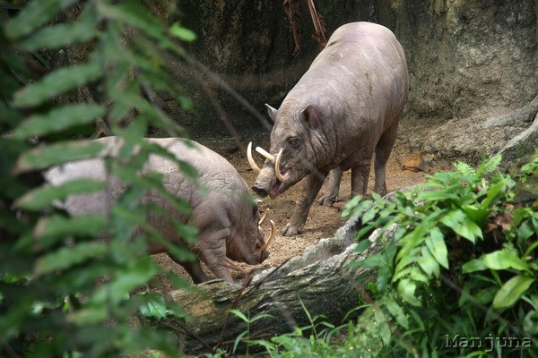 Путевой дневник: Бали, Сингапур. Март-Апрель 2008