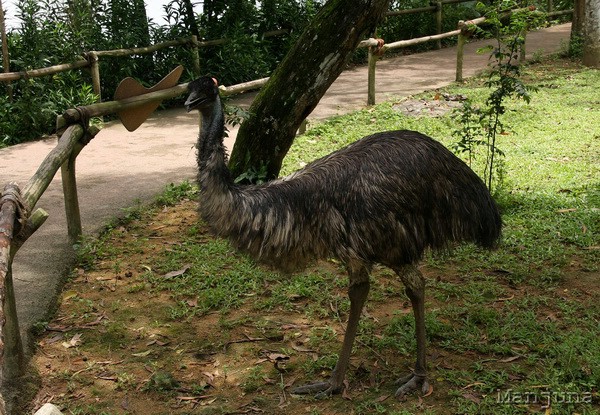 Путевой дневник: Бали, Сингапур. Март-Апрель 2008