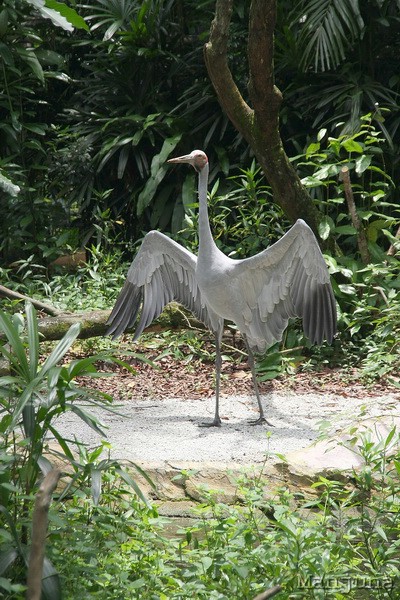 Путевой дневник: Бали, Сингапур. Март-Апрель 2008