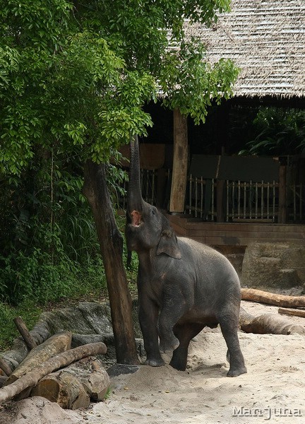 Путевой дневник: Бали, Сингапур. Март-Апрель 2008