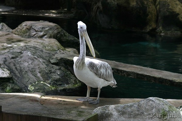 Путевой дневник: Бали, Сингапур. Март-Апрель 2008