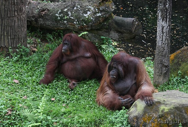 Путевой дневник: Бали, Сингапур. Март-Апрель 2008