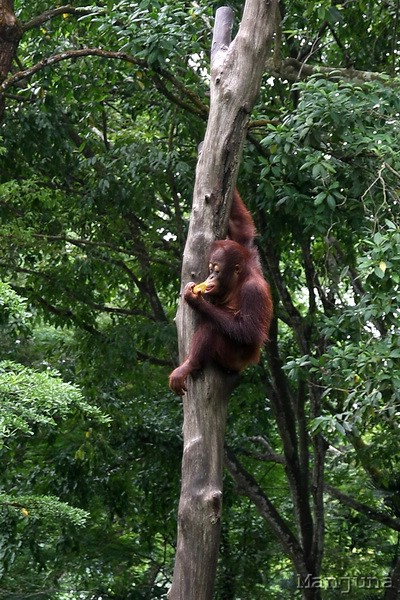 Путевой дневник: Бали, Сингапур. Март-Апрель 2008