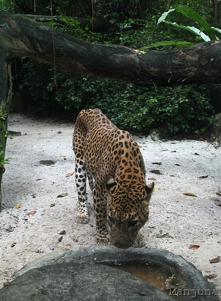 Путевой дневник: Бали, Сингапур. Март-Апрель 2008