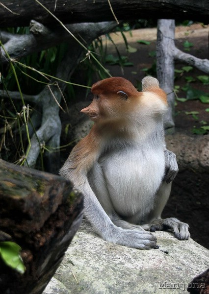 Путевой дневник: Бали, Сингапур. Март-Апрель 2008
