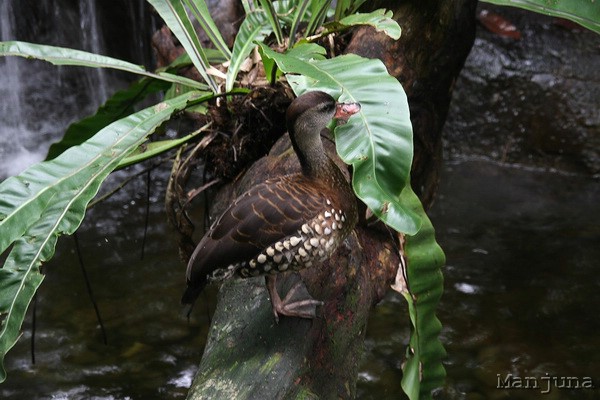 Путевой дневник: Бали, Сингапур. Март-Апрель 2008