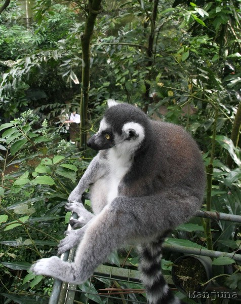 Путевой дневник: Бали, Сингапур. Март-Апрель 2008