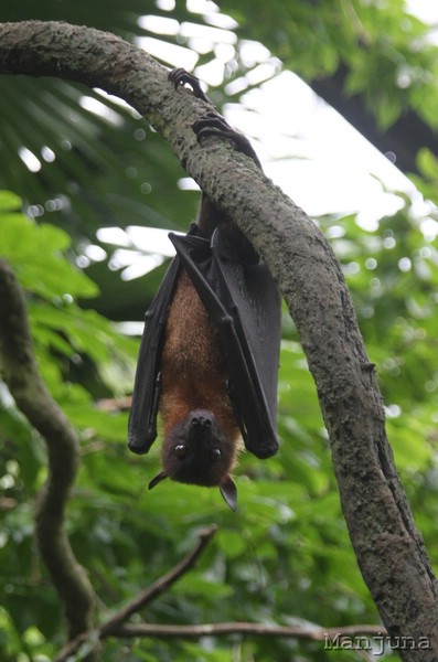 Путевой дневник: Бали, Сингапур. Март-Апрель 2008