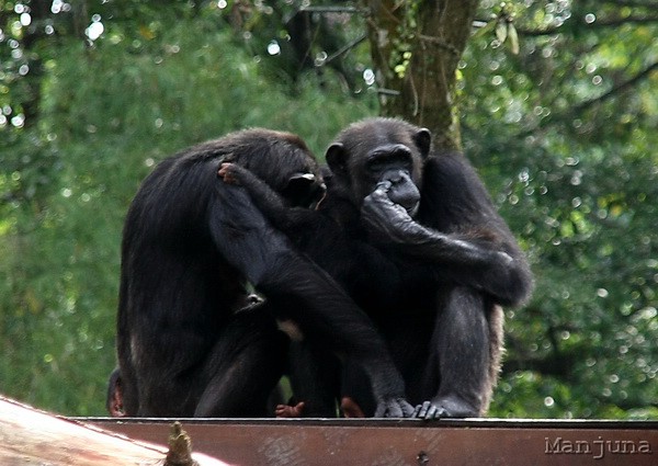 Путевой дневник: Бали, Сингапур. Март-Апрель 2008