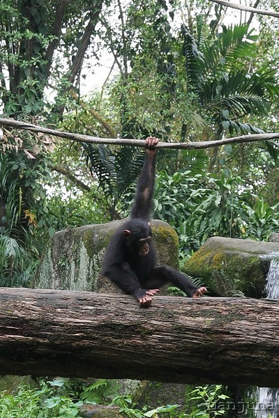 Путевой дневник: Бали, Сингапур. Март-Апрель 2008