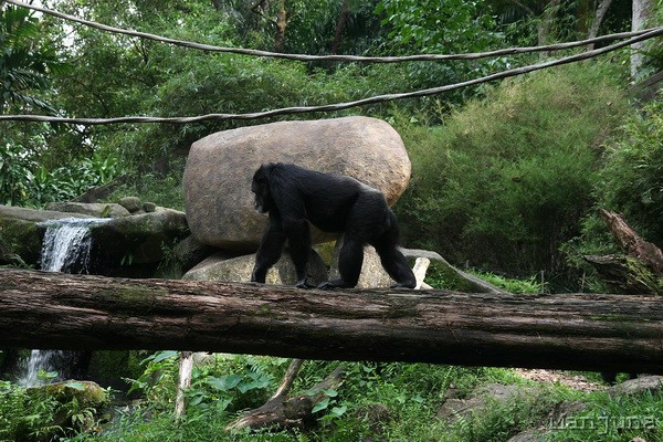 Путевой дневник: Бали, Сингапур. Март-Апрель 2008