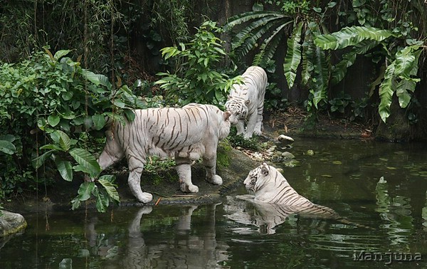 Путевой дневник: Бали, Сингапур. Март-Апрель 2008