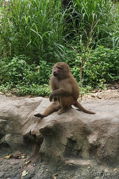 Путевой дневник: Бали, Сингапур. Март-Апрель 2008