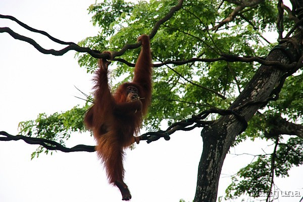 Путевой дневник: Бали, Сингапур. Март-Апрель 2008